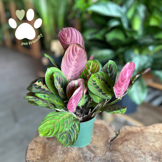 Prayer Maranta Red 4"