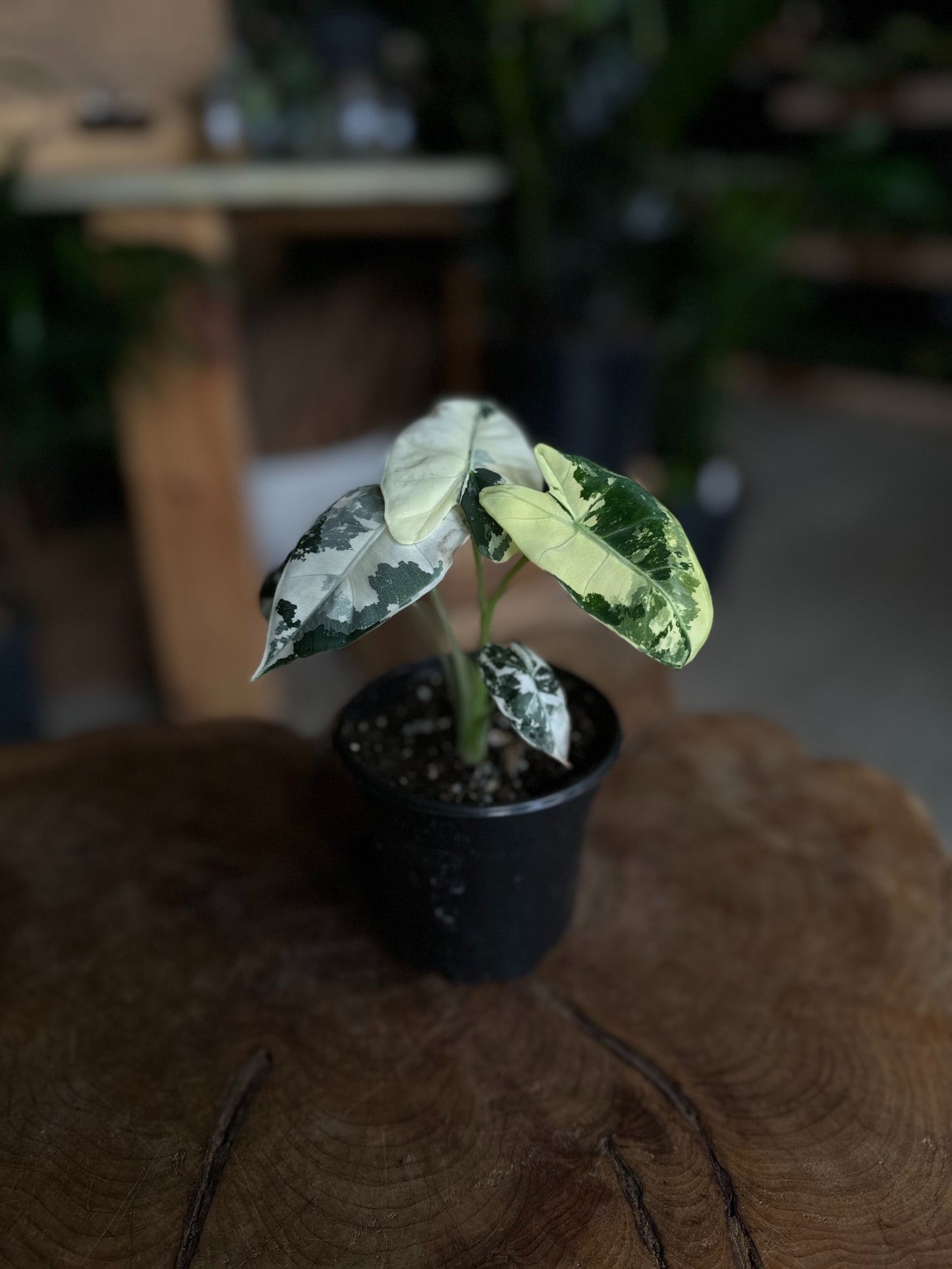 Alocasia Frydek Variegated 4”