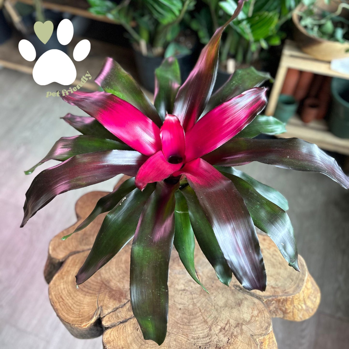 Neoregelia Crimson 6”