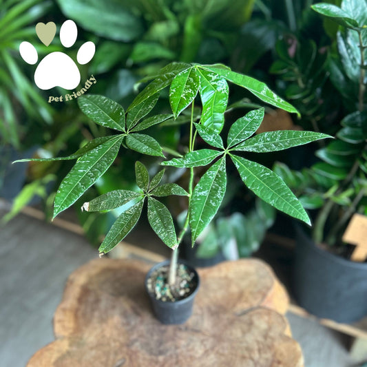 Money Tree Variegated 4"