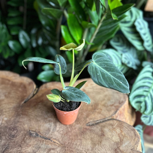 Philodendron Melanocrysum 2”
