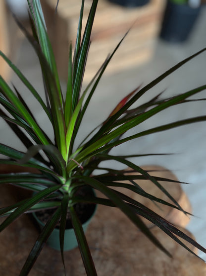 Dragon Tree (Dracaena Marginata) 4"