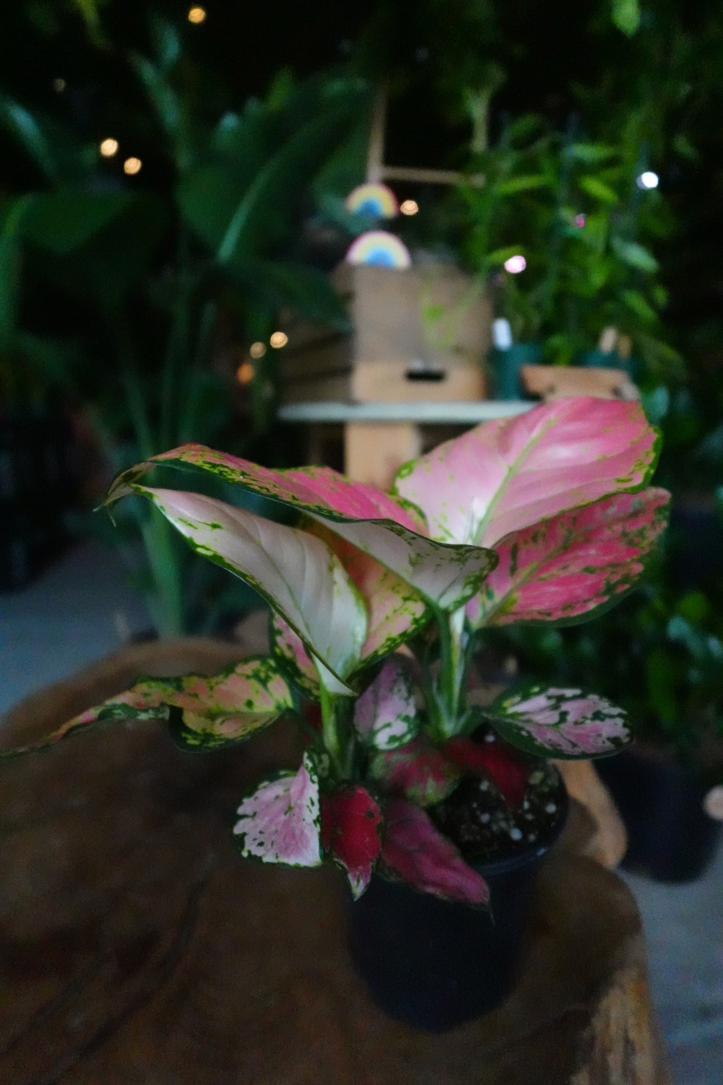 Aglaonema Diamond Red 4"