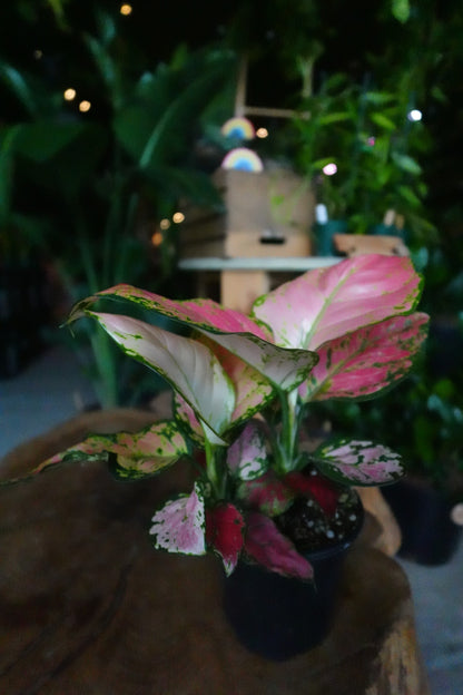 Aglaonema Diamond Red 4"