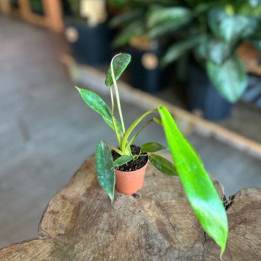 Philodendron Joepii 2"