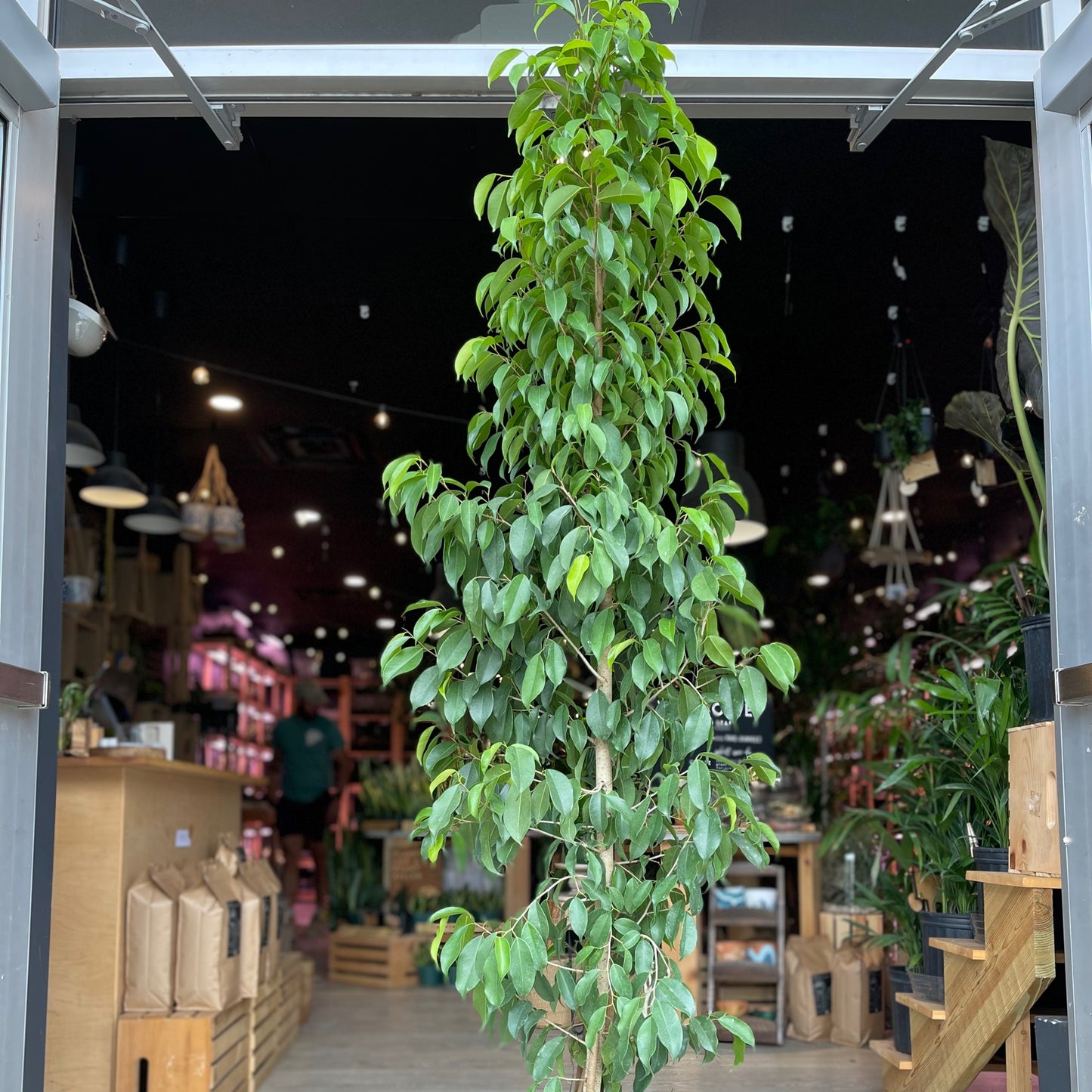 Ficus Benjamija Spire 8"