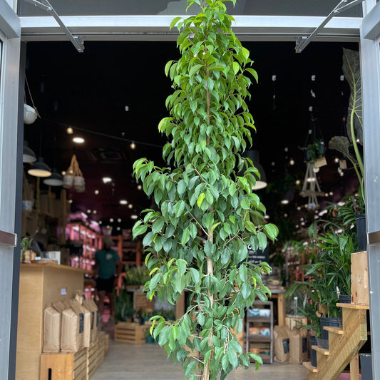 Ficus Benjamija Spire 8"