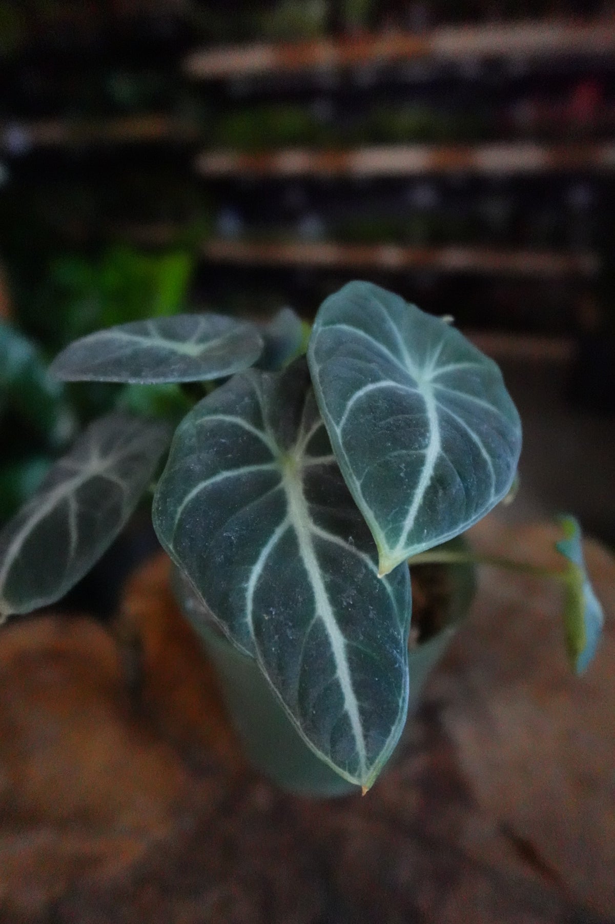 Alocasia Black Velvet 4”