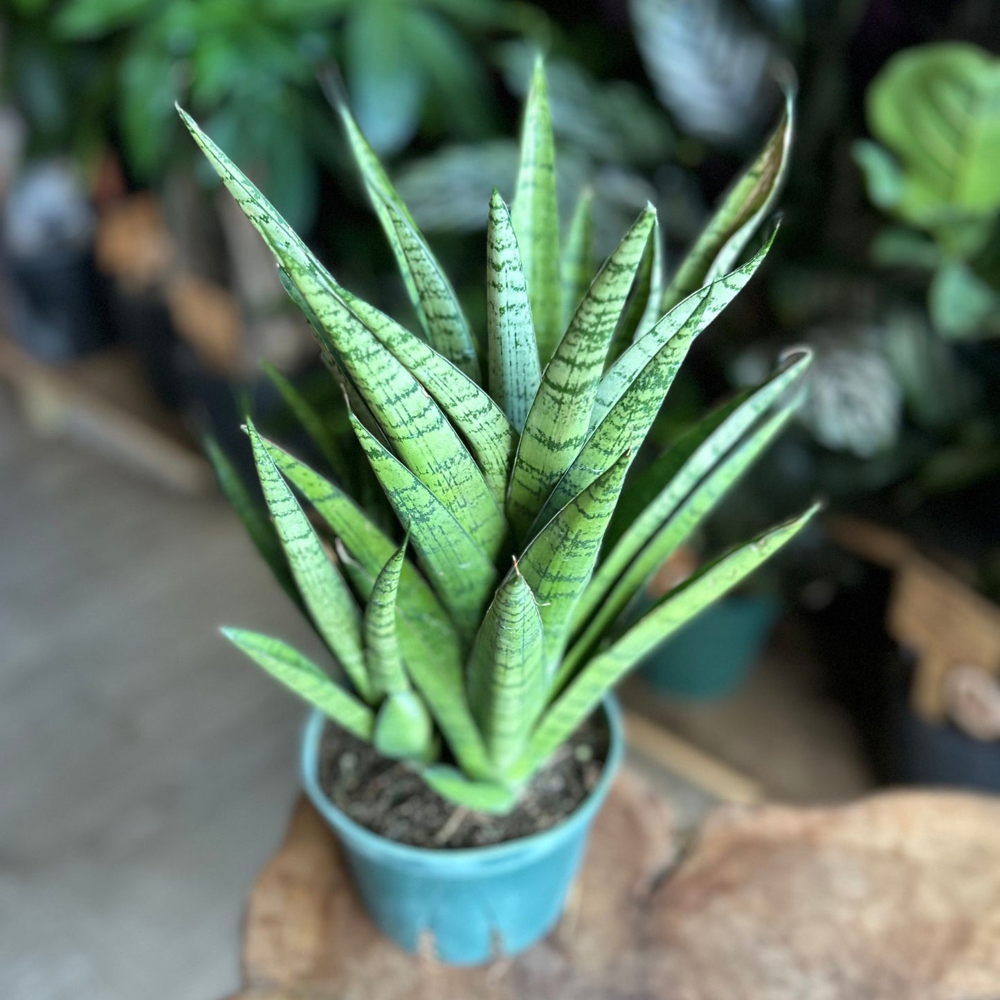 Sansevieria Crown 6"