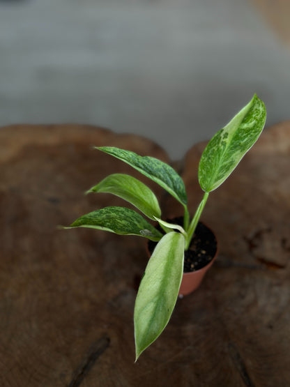Philodendron Jose Buono 2"