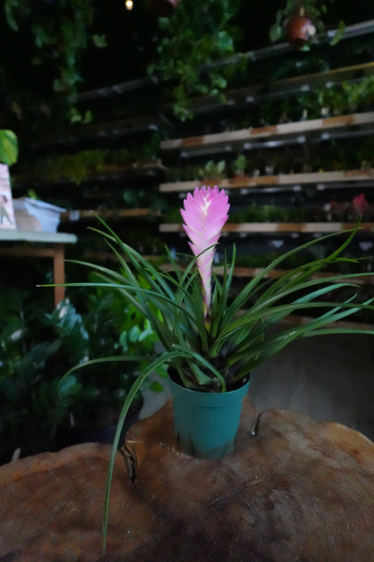 Tillandsia Cyanea 4”