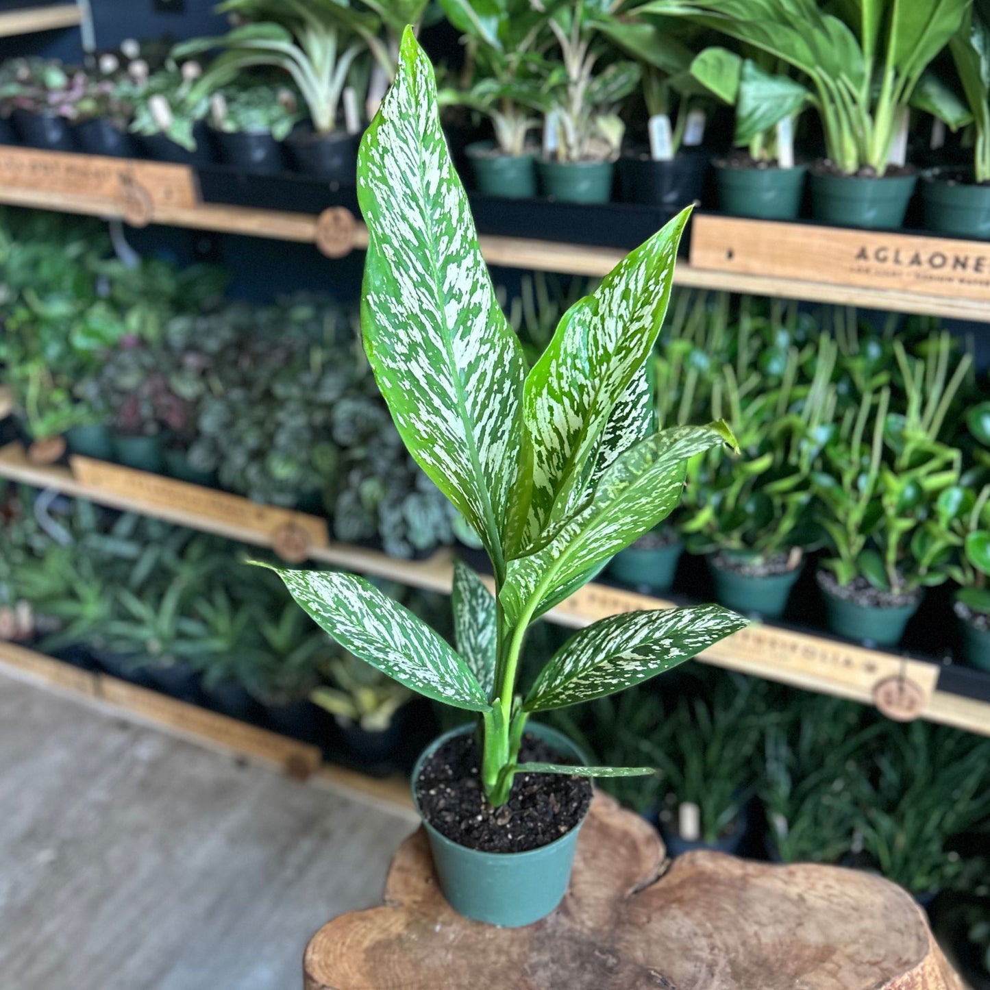 Dieffenbachia White Etna 6"