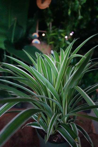 Spider Plant 4”