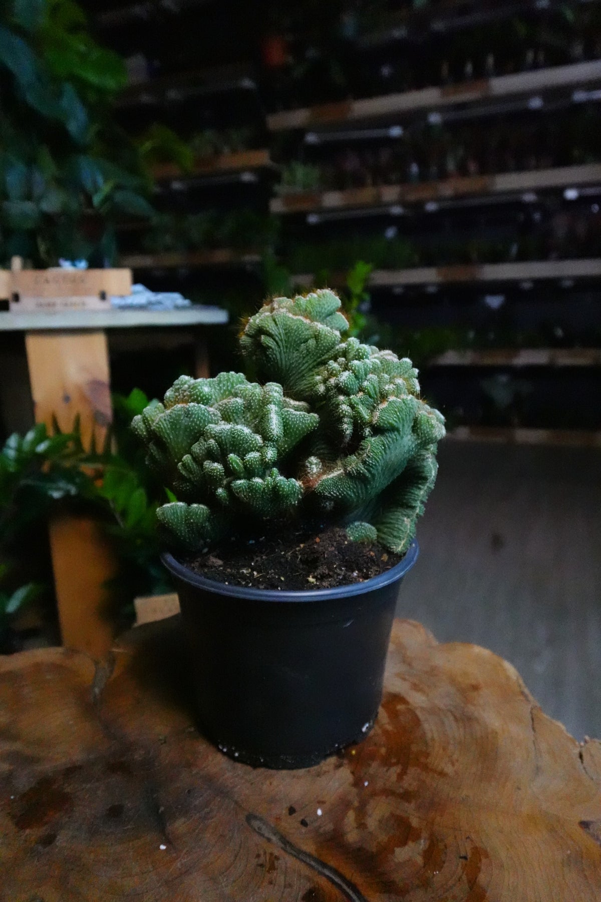 Cactus Coral Green 6”