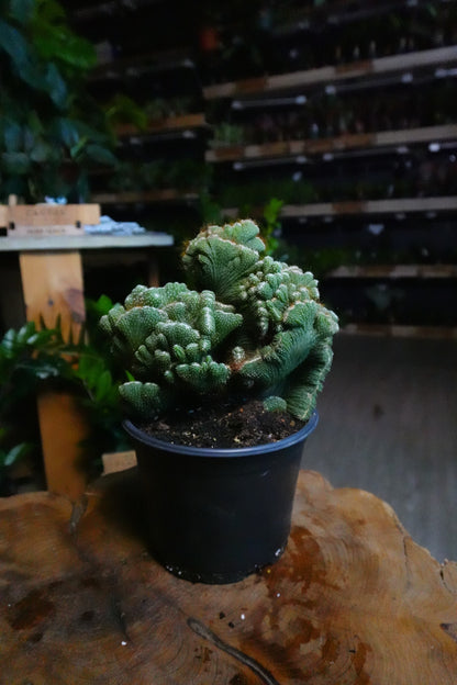 Cactus Coral Green 6”