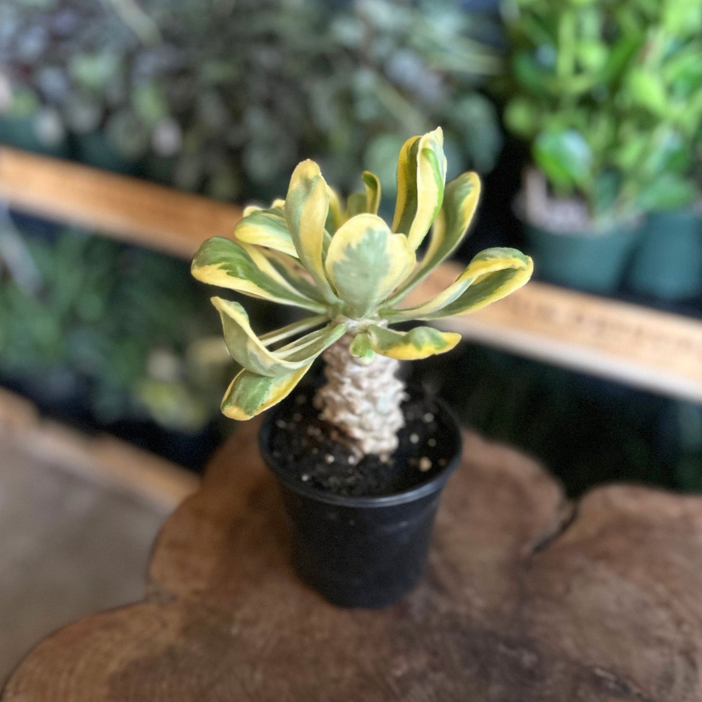 Euphorbia Poissonii 4"