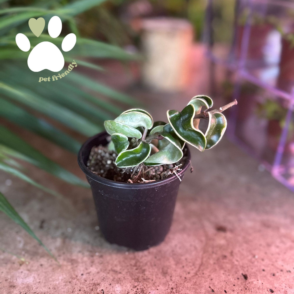 Hoya Compacta Variegata 4"