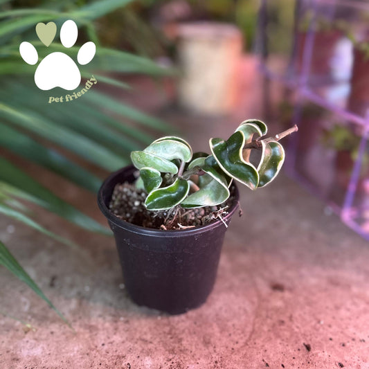 Hoya Compacta Variegata 4"