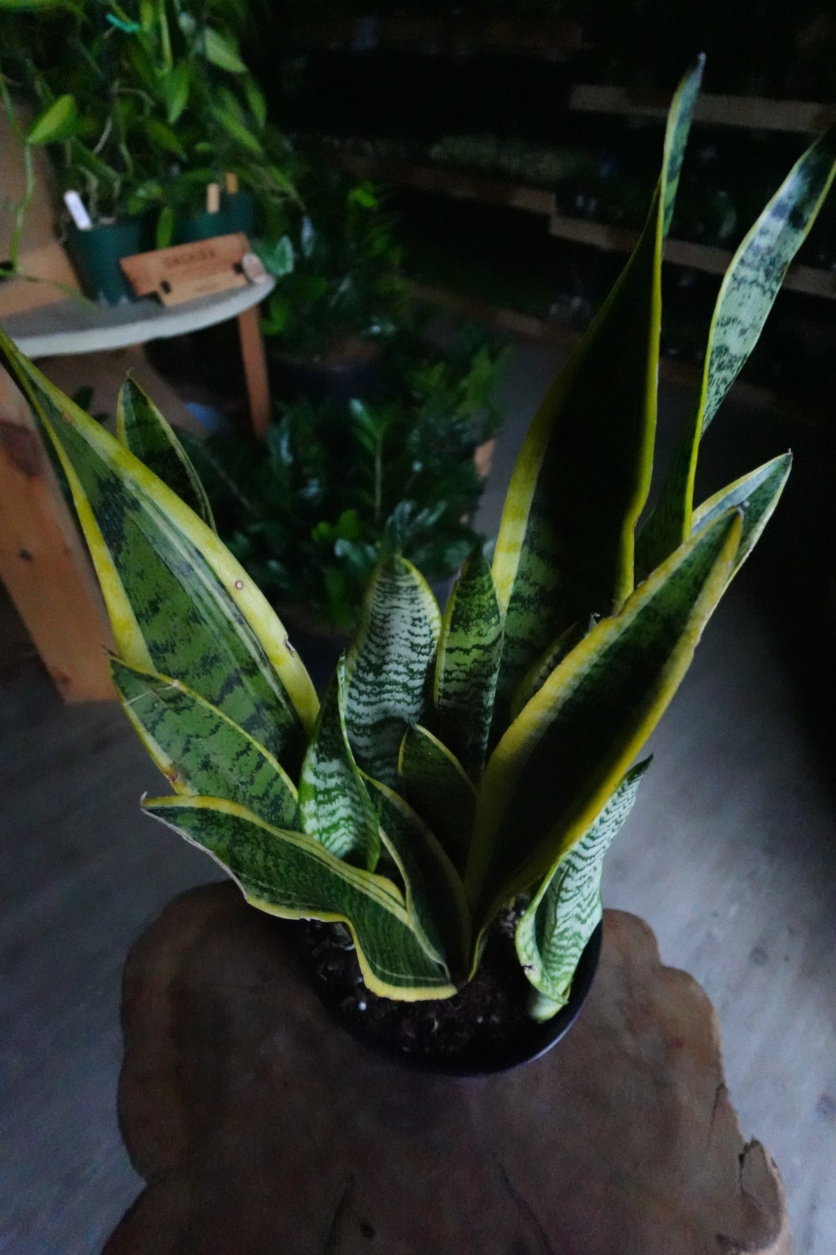 Sanseveria Laurentii (Snake Plant) 10"