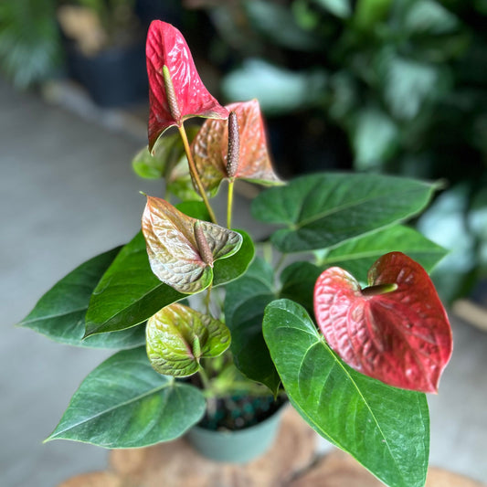 Anthurium Cassanova 6"