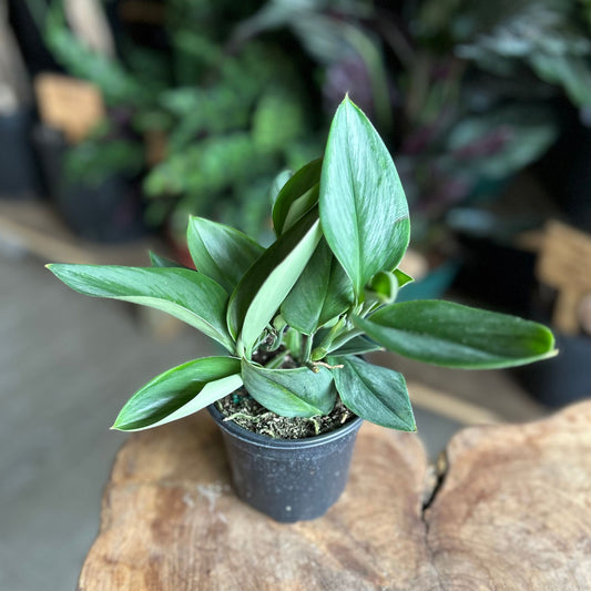 Scindapsus Moonlight 4"