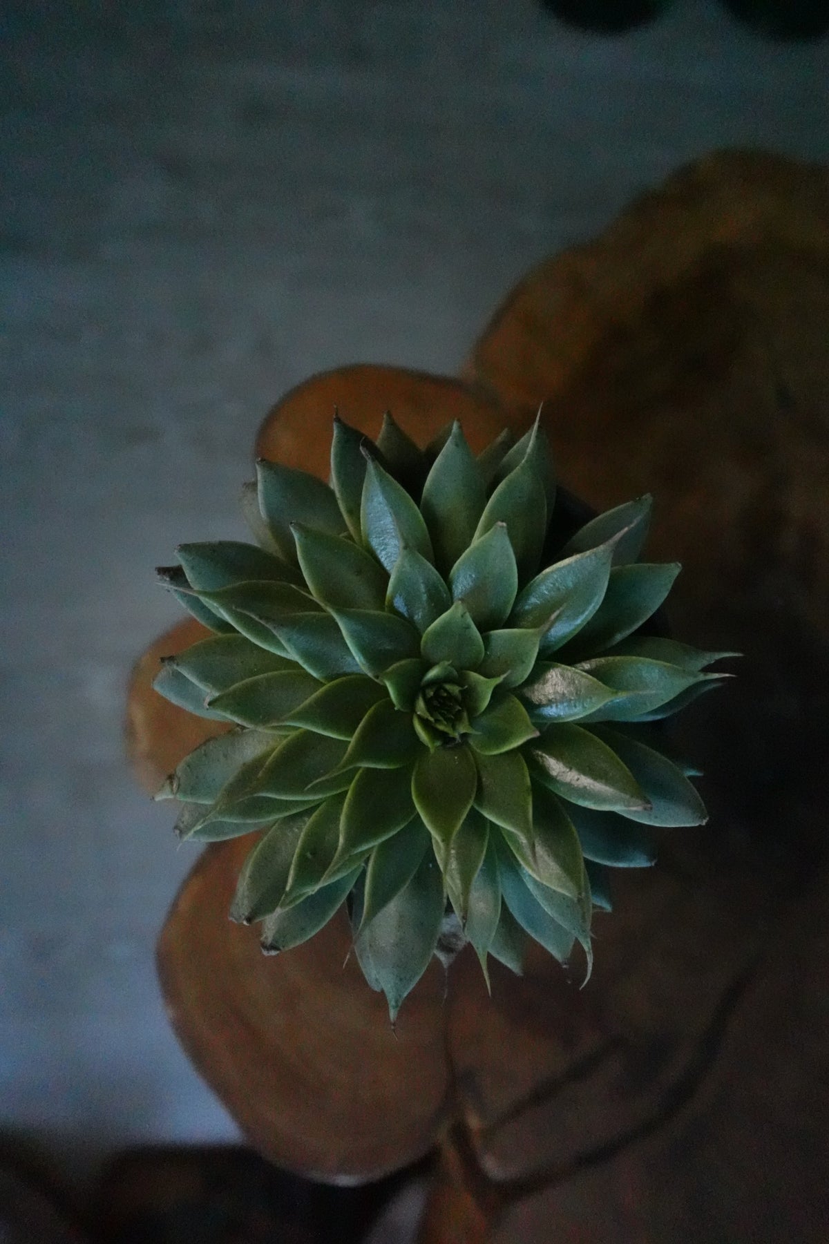 Echeveria 4”