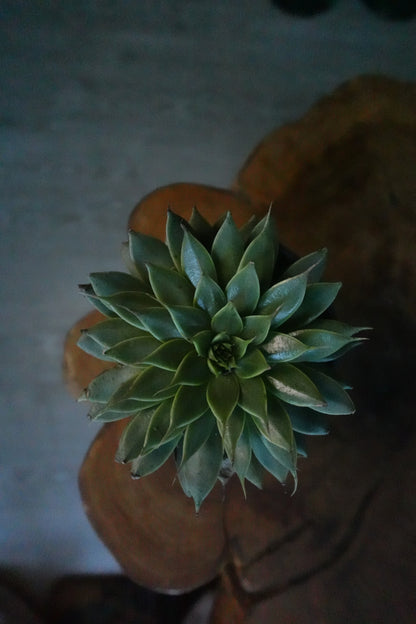 Echeveria 4”