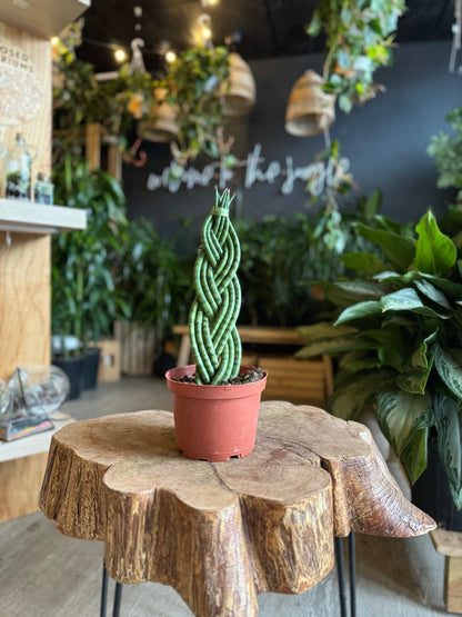 Sansevieria Cylindrica 9 Braid 6”