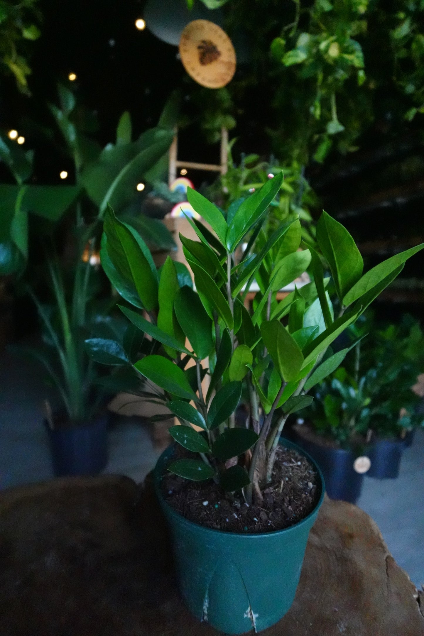ZZ Plant 5"