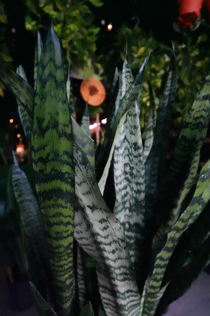 Sansevieria Zeylanica (Green Snake) 10"
