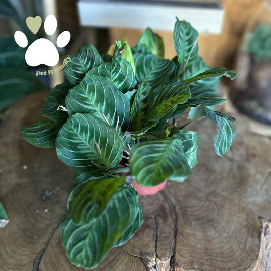 Prayer Maranta Cat Moustache 4”