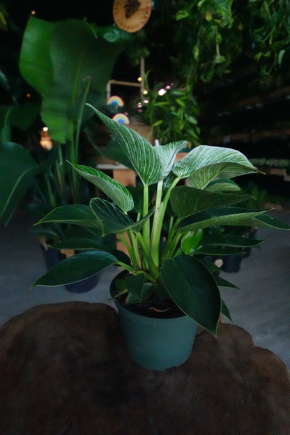 Philodendron Birkin 6"