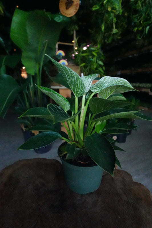 Philodendron Birkin 6"
