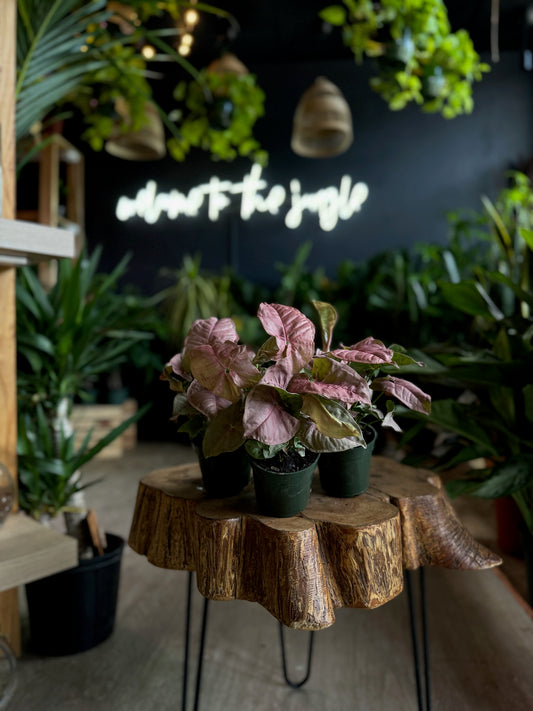 Syngonium Neon 4”