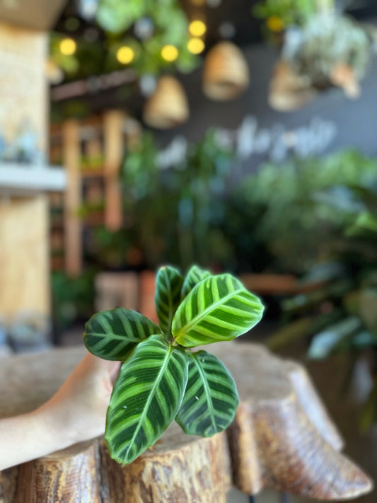 Calathea Zebrina 2”