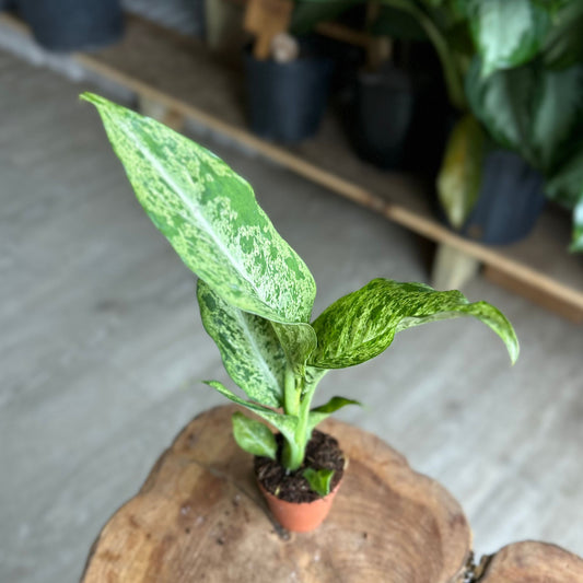 Dieffenbachia Camouflage 2"