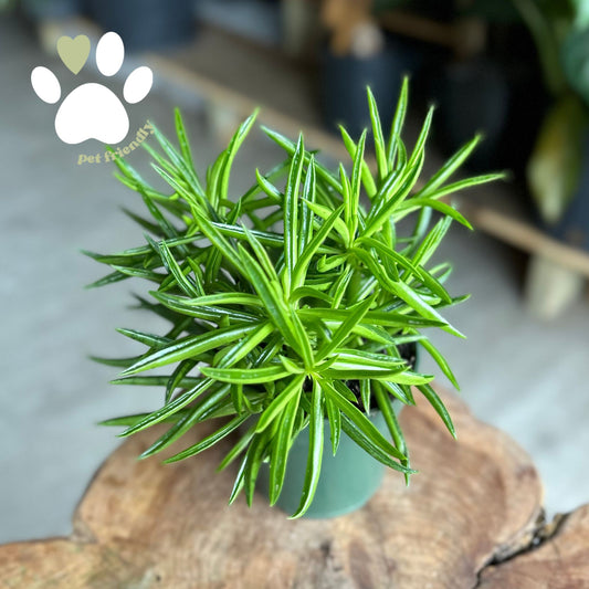 Peperomia Happy Bean 4"