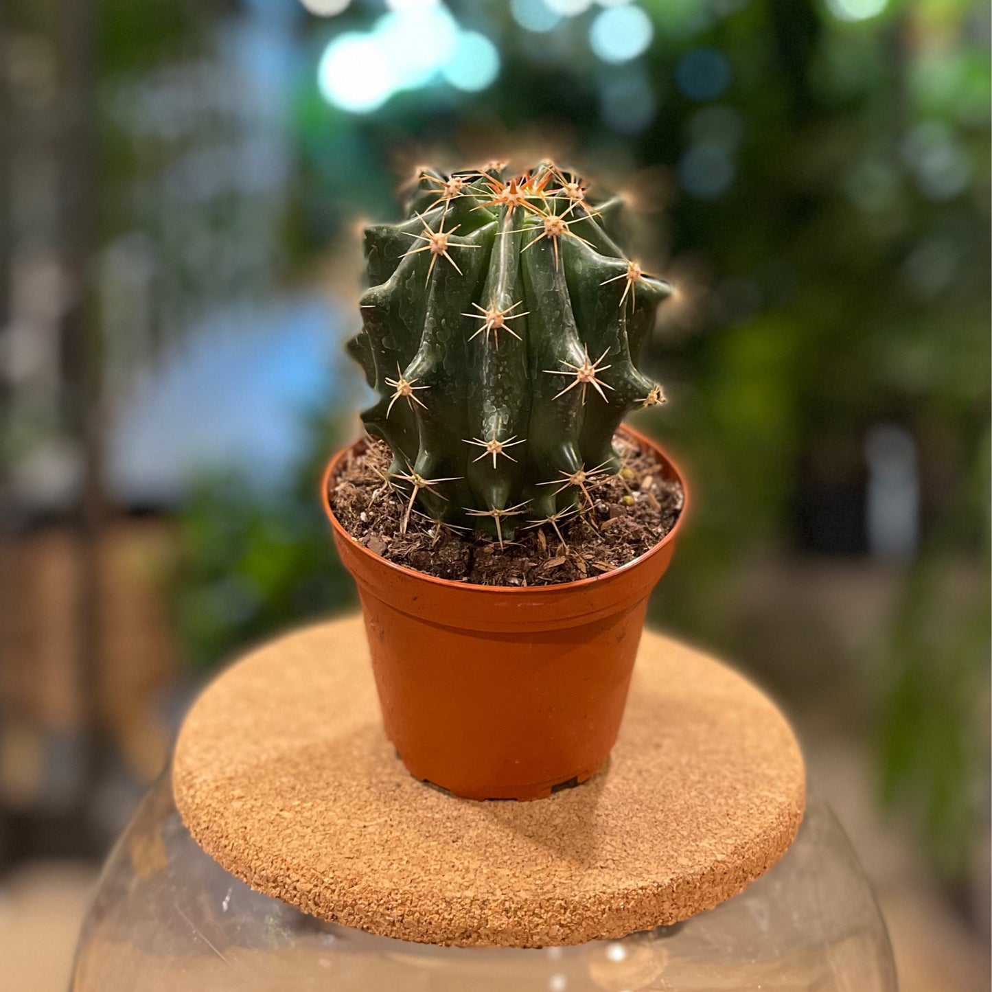 Cactus Mix 4”