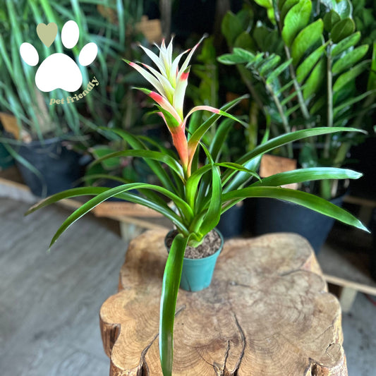 Bromeliad Guzmania 5"