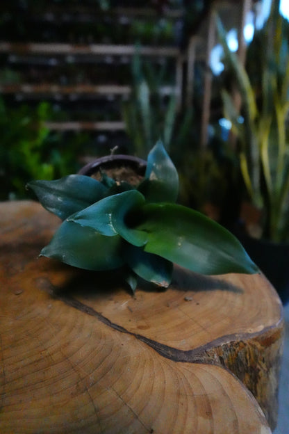 Sansevieria Black Jade 4"