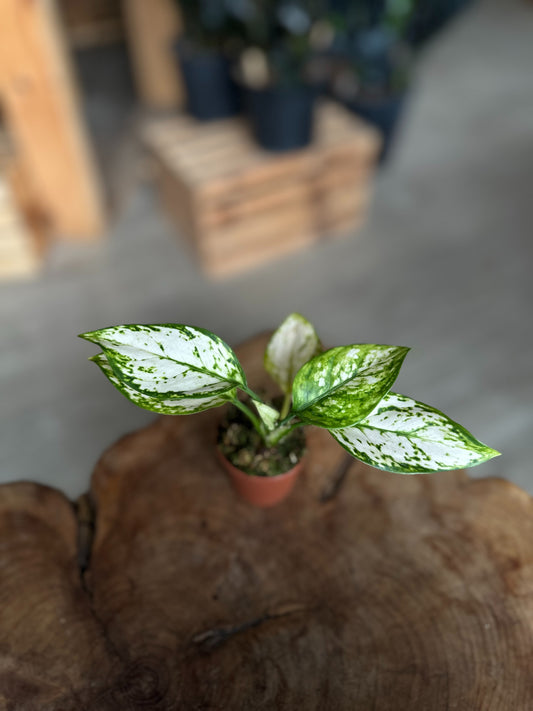 Aglaonema Super White 2"