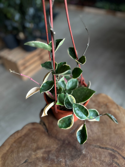 Hoya Krimson Queen 6” HB
