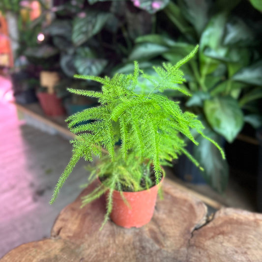 Asparagus Plumosa 4”