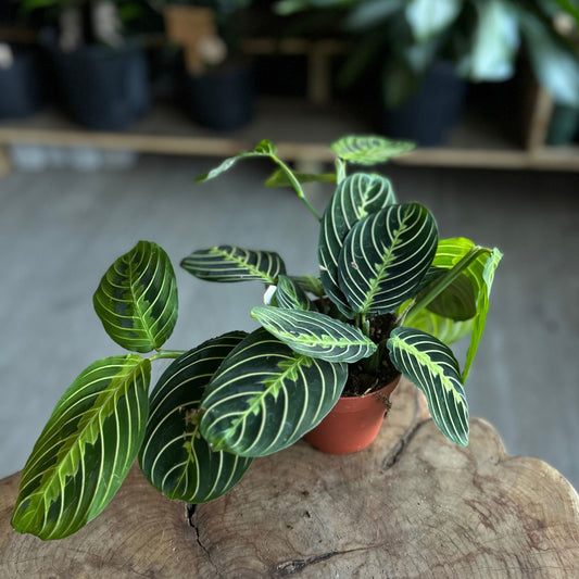 Prayer Maranta Lemon Lime 4”