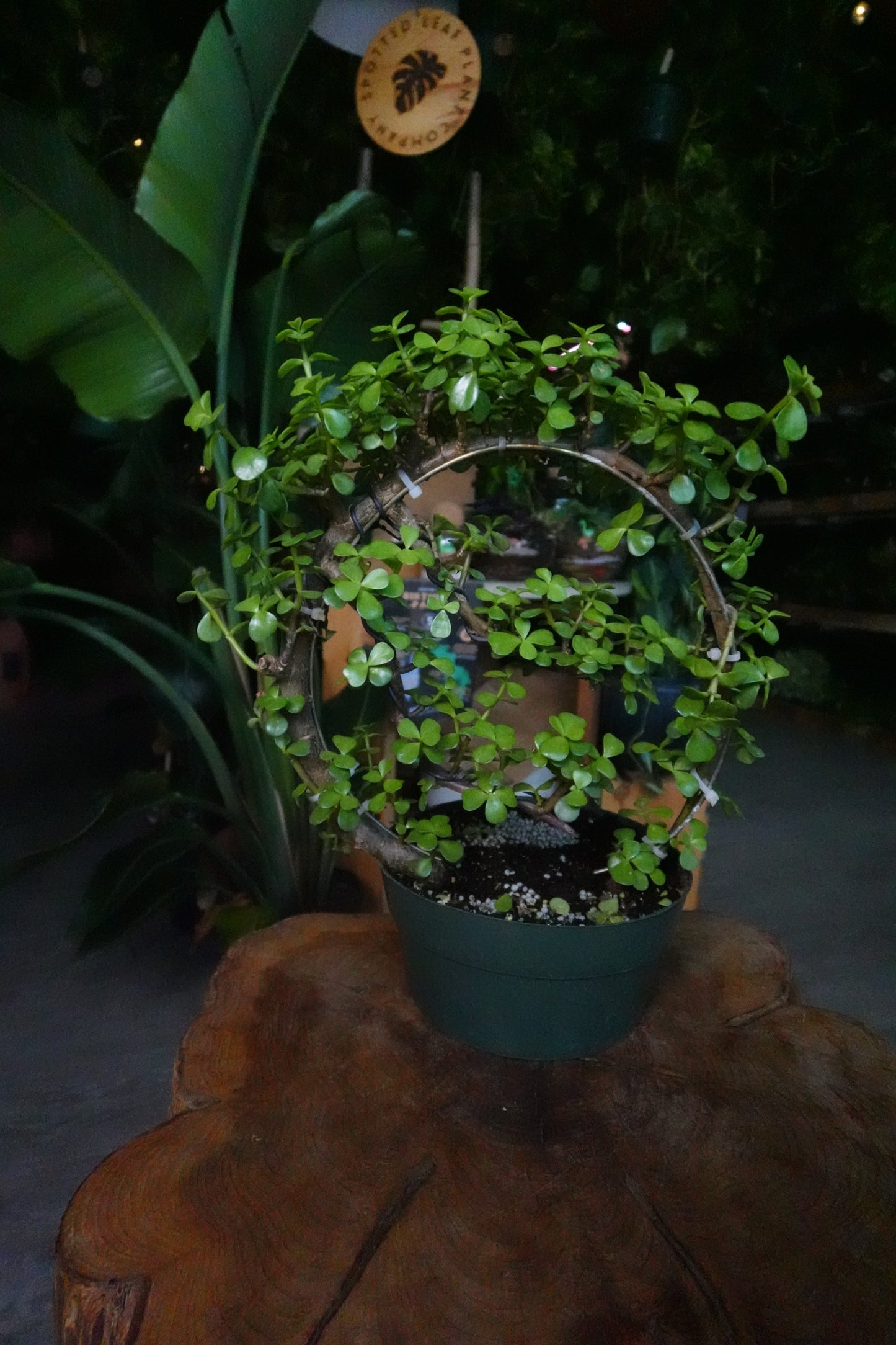 Portulacaria Afra Moon Bonsai 8"