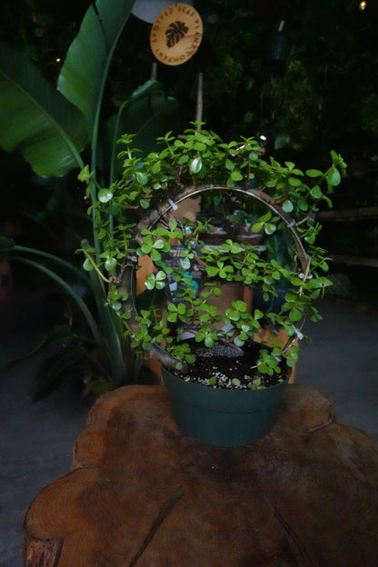 Portulacaria Afra Moon Bonsai 8"