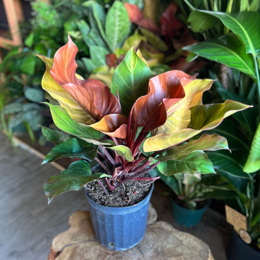 Philodendron McColley's Finale 8"