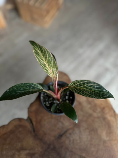 Philodendron Birkin Pink 4"