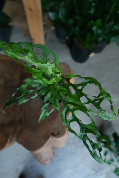 Monstera Obliqua 4"