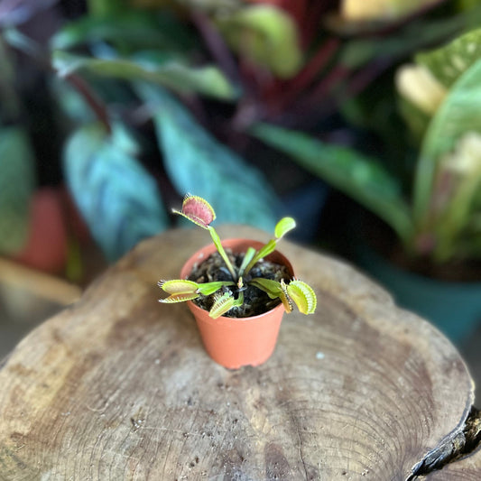 Venus Fly Trap 2”